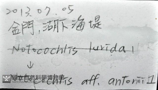 安東尼玉螺藏品圖，第11張