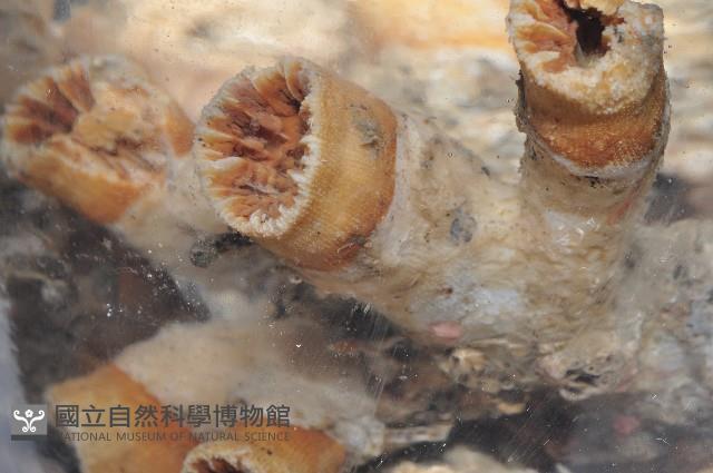 軸樹珊瑚(軸木珊瑚)藏品圖，第11張