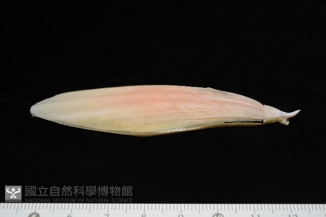 葉足鳥賊藏品圖，第11張