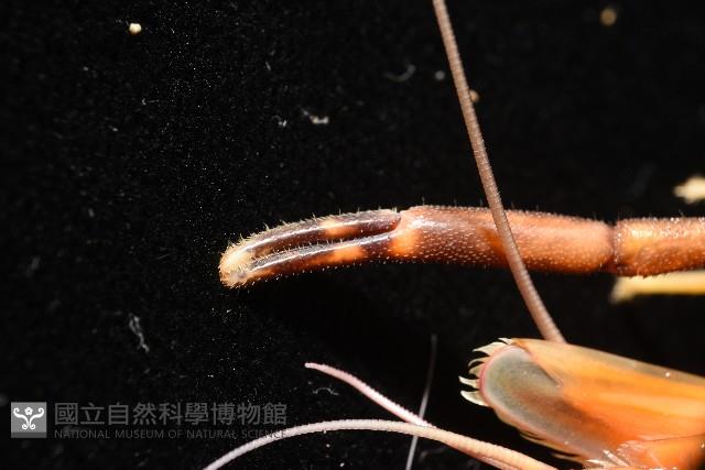 貪食沼蝦藏品圖，第11張