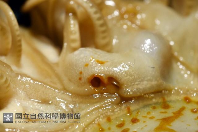 輪替海齒花藏品圖，第11張