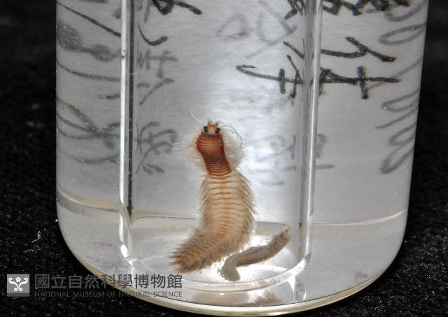 未知種沙蠶-異沙蠶體藏品圖，第11張