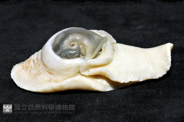 南洋扁玉螺藏品圖，第11張