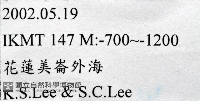 未知種蟬蝦亞科幼生藏品圖，第11張