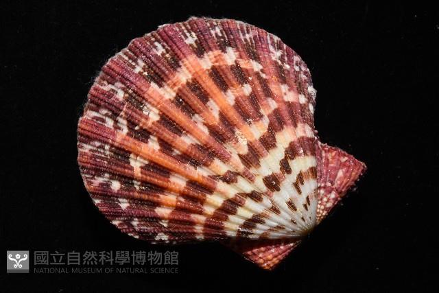 油畫海扇蛤藏品圖，第11張