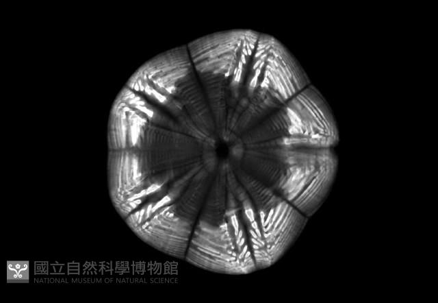 扁平蛛網海膽藏品圖，第11張