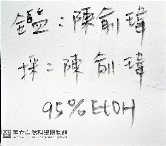 粗紋蜑螺藏品圖，第11張