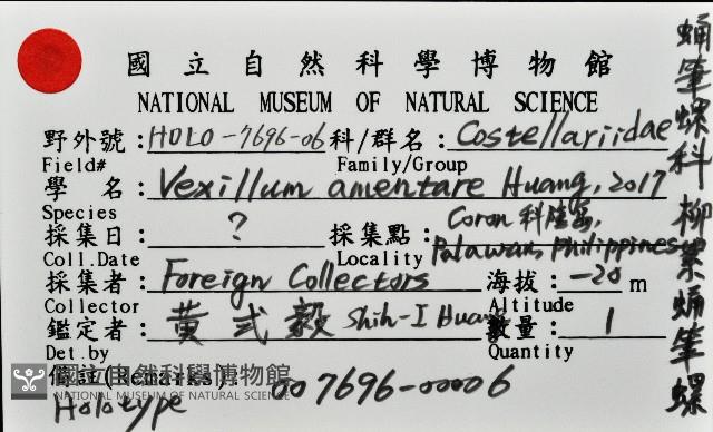柳絮蛹筆螺藏品圖，第11張