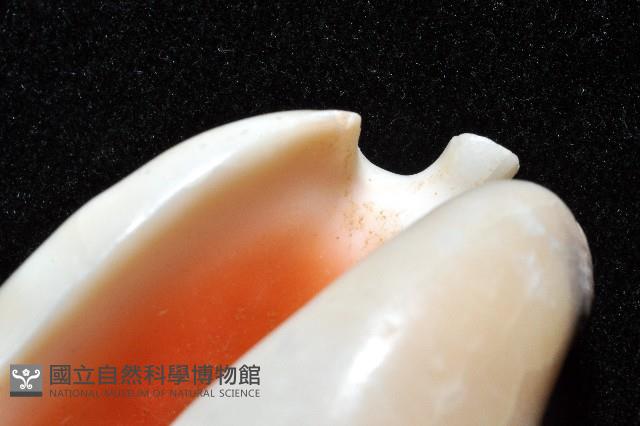 緋袖鳳凰螺藏品圖，第11張