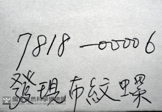 發現布紋螺藏品圖，第11張