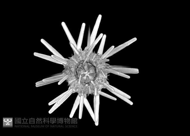 冠棘真頭帕海膽藏品圖，第11張