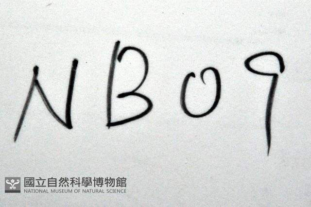 未知種細海盤車藏品圖，第11張