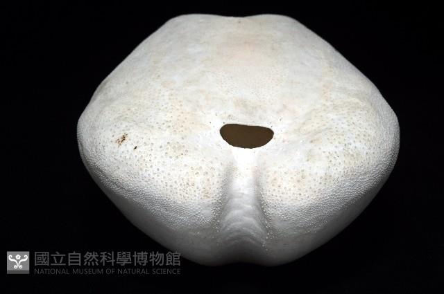 未知種緣帶海膽藏品圖，第11張