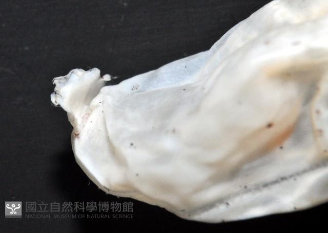 未知種紡錘魷魚藏品圖，第11張