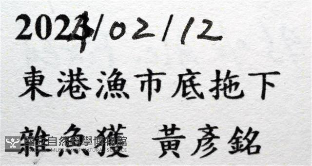 扁平多囊蟹奴藏品圖，第11張
