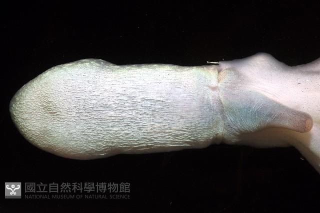 沙港章魚(新種)藏品圖，第11張