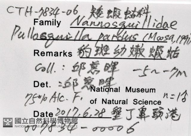 豹斑幼嫩蝦蛄藏品圖，第11張