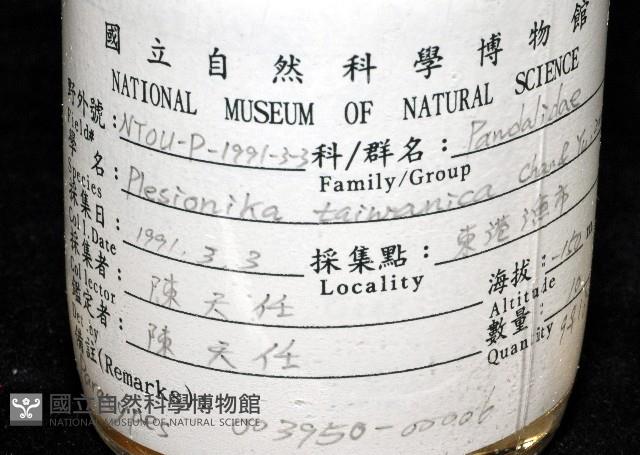 臺灣紅蝦藏品圖，第11張