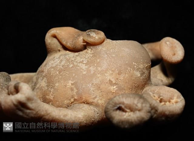 寄居蟹鞘群海葵藏品圖，第11張