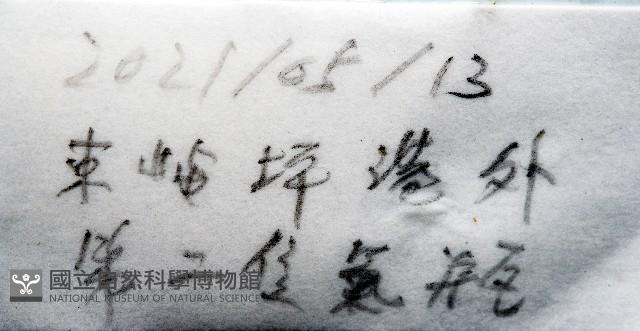 黃疣海參藏品圖，第11張