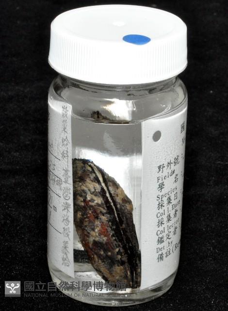 臺灣深海殼菜蛤藏品圖，第11張