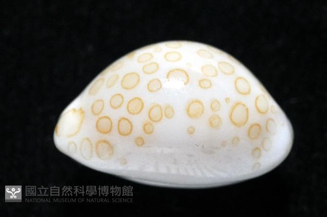 瑪莉亞寶螺藏品圖，第11張