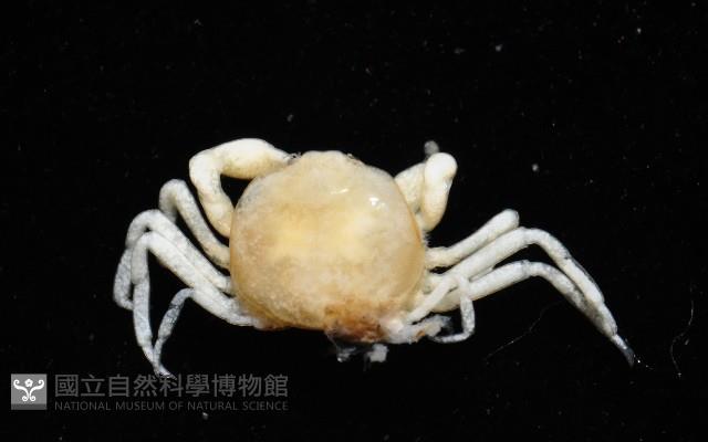 中華蚶豆蟹藏品圖，第11張