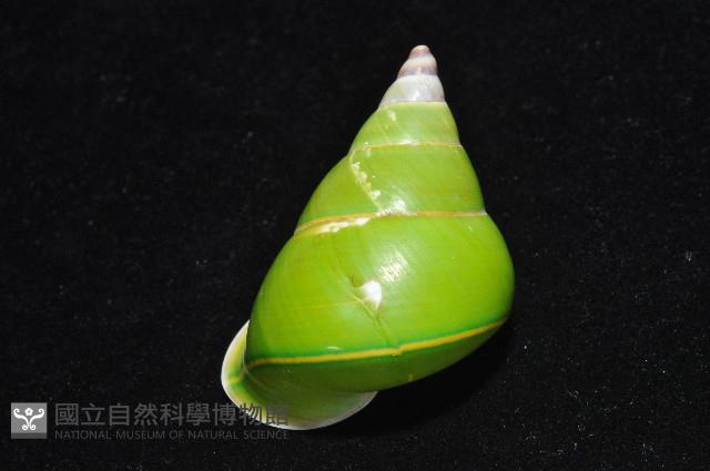 綠巴布亞蝸牛藏品圖，第11張