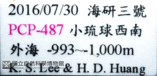 未知種折尾蝦藏品圖，第11張