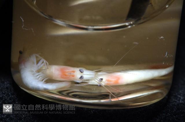 未知種新米蝦藏品圖，第11張