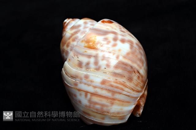阿拉伯鳳螺藏品圖，第11張
