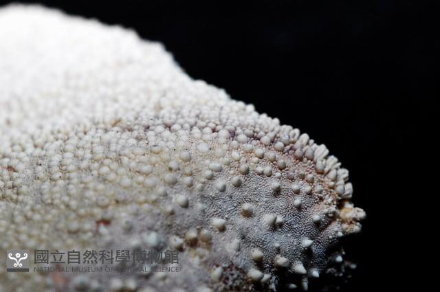 麵包海星(饅頭海星)藏品圖，第11張