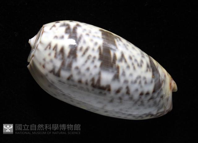 登錄號:007819-00136藏品圖，第11張