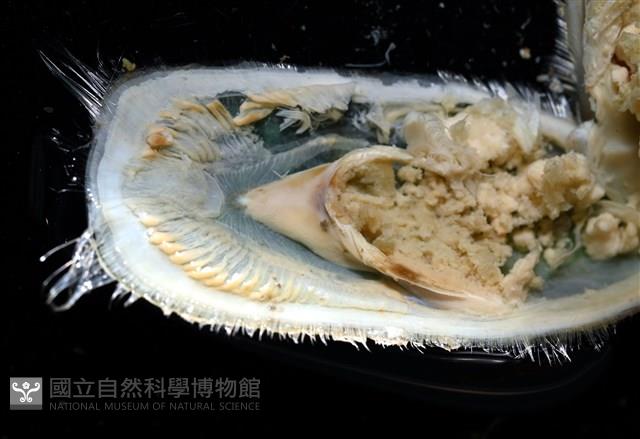 亞氏海豆芽藏品圖，第11張