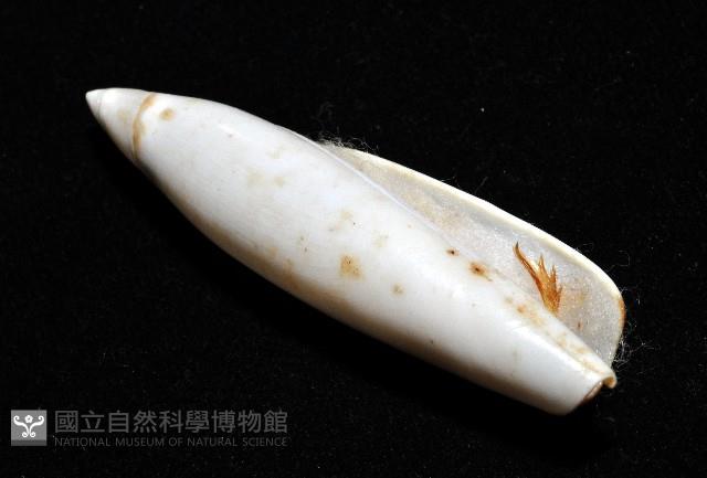 飛彈螺藏品圖，第11張