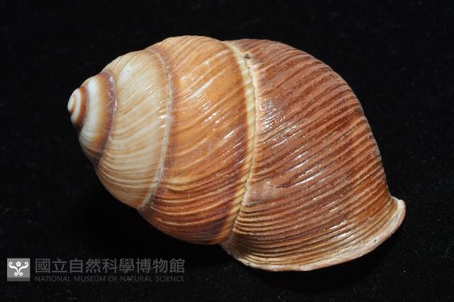 南亞蝸牛之一種藏品圖，第11張