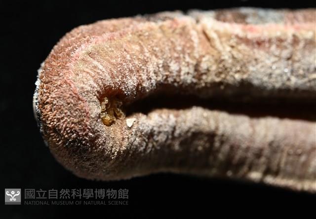 眼形隱板石鱉藏品圖，第11張