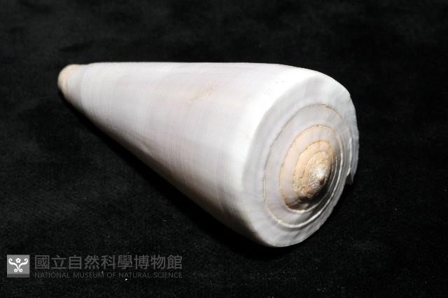 胭脂芋螺藏品圖，第11張
