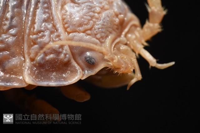 南極劍突水虱藏品圖，第11張