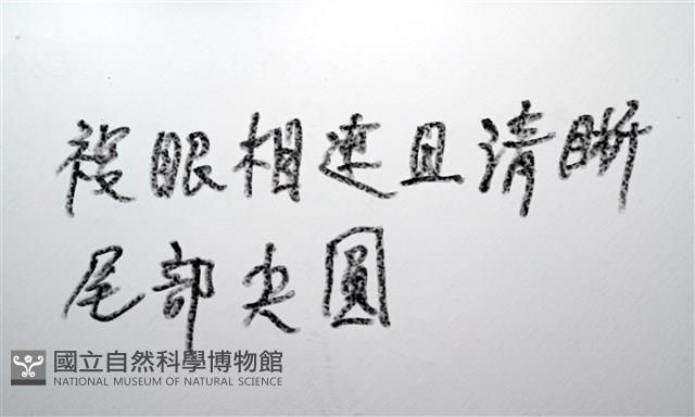 未知種紡錘水虱藏品圖，第11張