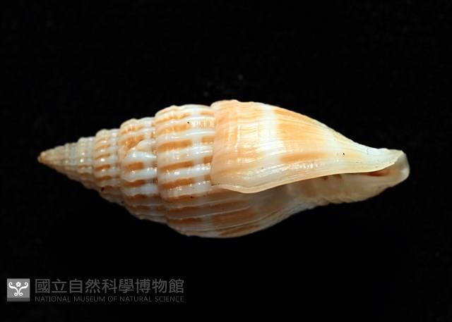 展翼蛹筆螺藏品圖，第11張