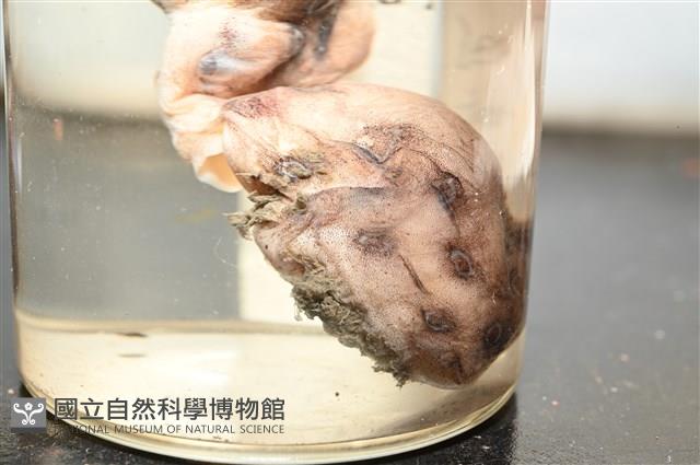 未知種藍環章魚藏品圖，第11張