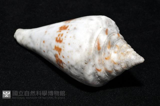 大佛塔芋螺藏品圖，第11張