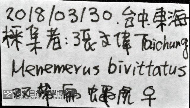雙帶扁蠅虎藏品圖，第11張