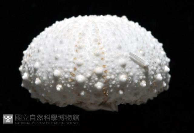 艾氏鋸海膽藏品圖，第11張