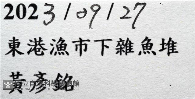 麥氏棘羽海鰓藏品圖，第11張