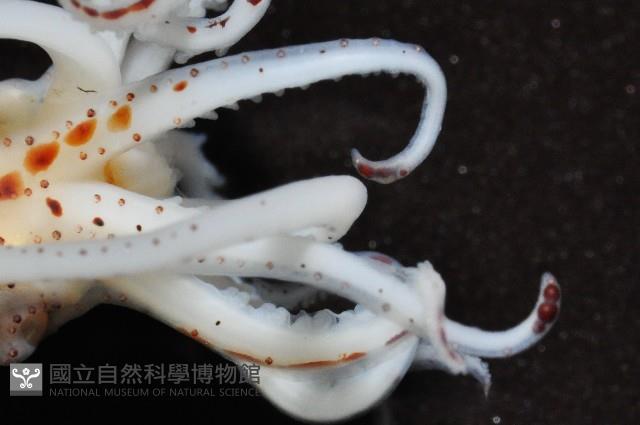 線紋擬鉤腕魷藏品圖，第11張