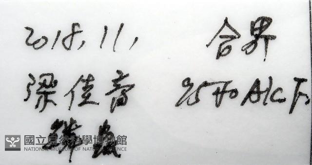 粗糙雙指鱗蟲藏品圖，第11張