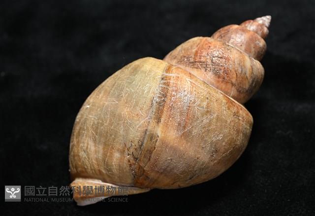 波部鳳螺藏品圖，第11張