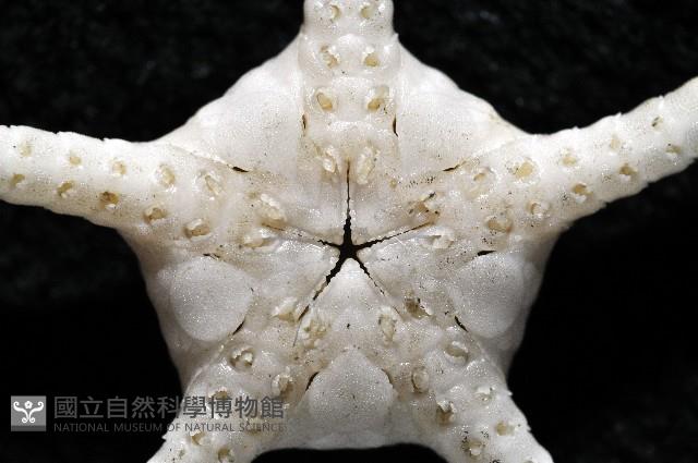 深海粗蛇尾藏品圖，第11張